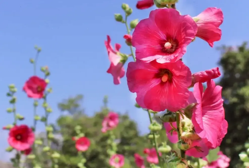 Bức ảnh hoa mãn đình hồng rực rỡ, truyền cảm hứng cho mọi không gian sống.