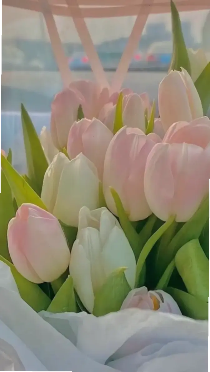 Bức ảnh macro hoa tulip lãng mạn, lý tưởng cho những khoảnh khắc tình yêu ngọt ngào.