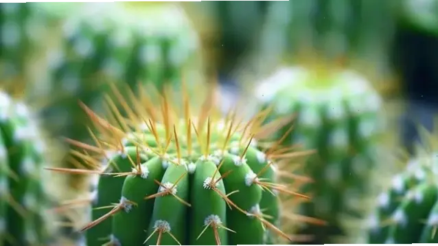 Cắm bình hoa xương rồng đơn giản, tạo điểm nhấn tinh tế cho bàn làm việc hoặc phòng khách.