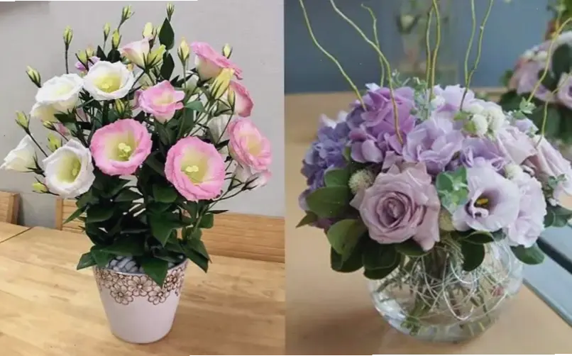 Cắm hoa cát tường đẹp với mẹo hay, tạo nên vẻ sang trọng và cuốn hút cho mọi góc nhà.