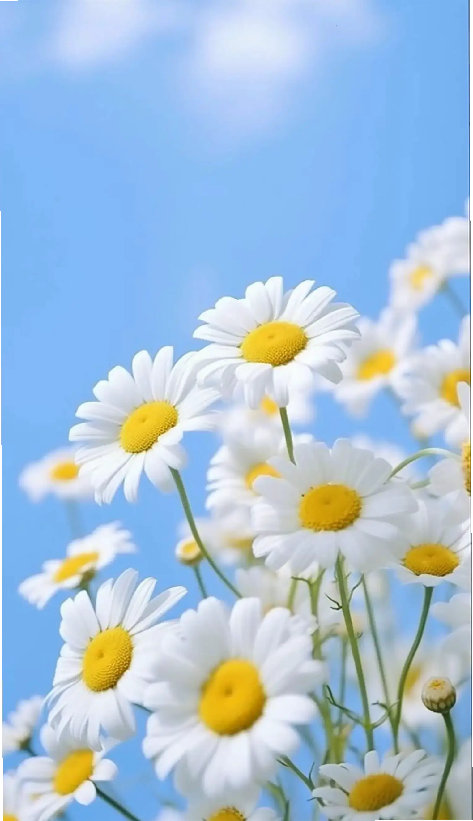 Cánh đồng cúc họa mi bát ngát, hình nền hoàn hảo để làm mới desktop, cảm nhận sự thanh bình của thiên nhiên.