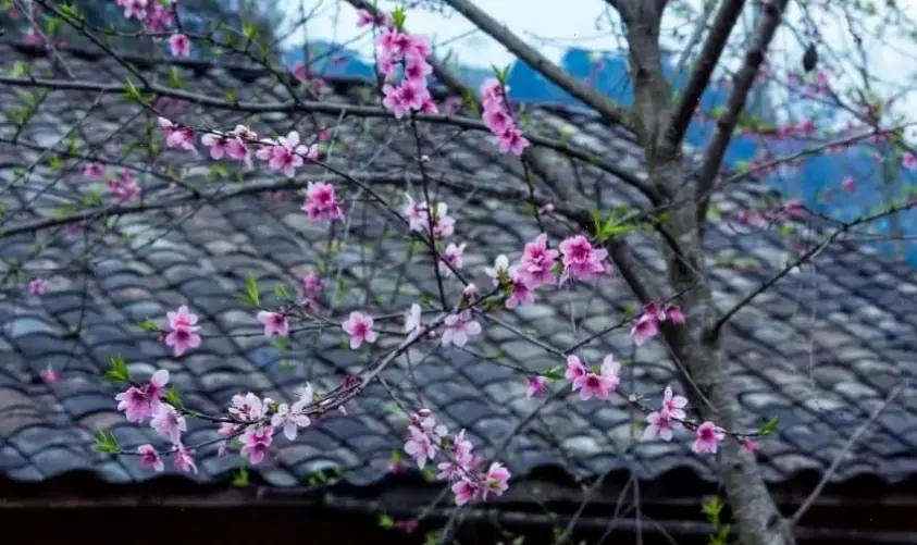 Cành hoa đào trang trí Tết, biến không gian nhà bạn thành khu vườn xuân rộn ràng.