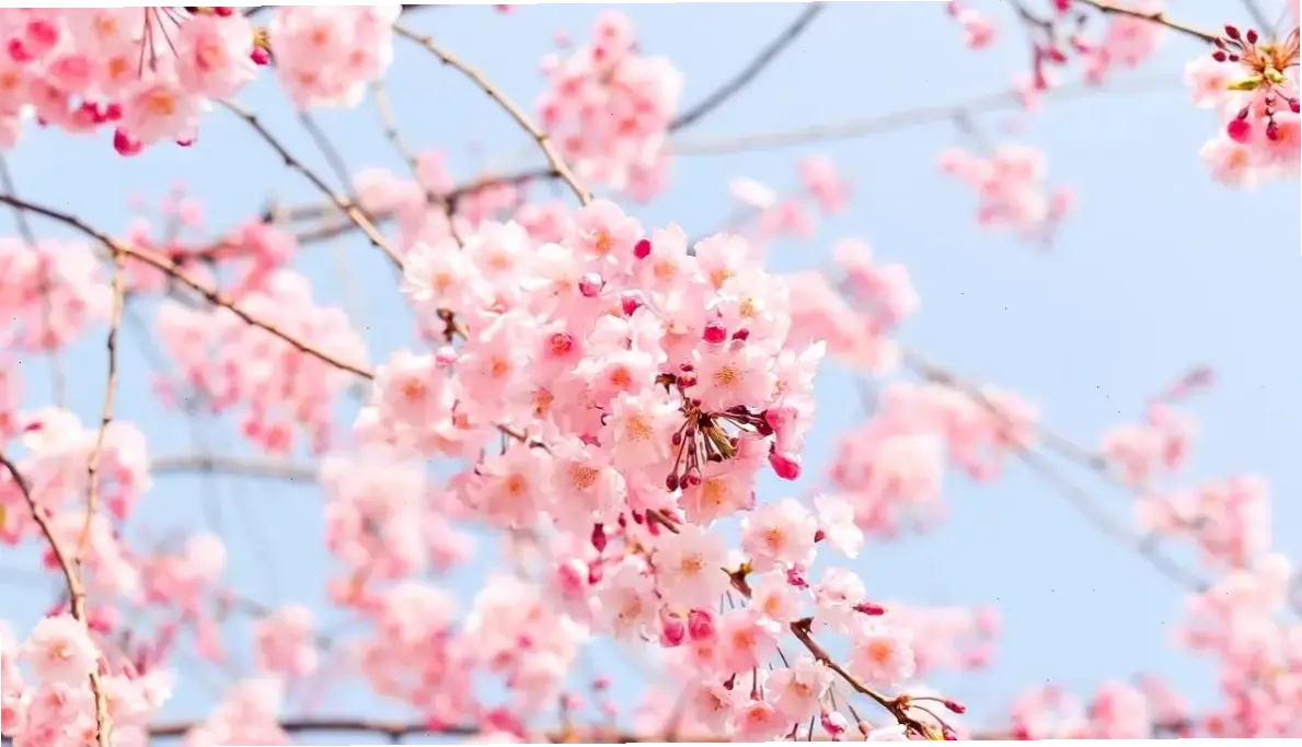 Cành hoa đào tươi tắn, lý tưởng để trang trí nhà cửa, đón năm mới với niềm vui và hy vọng.