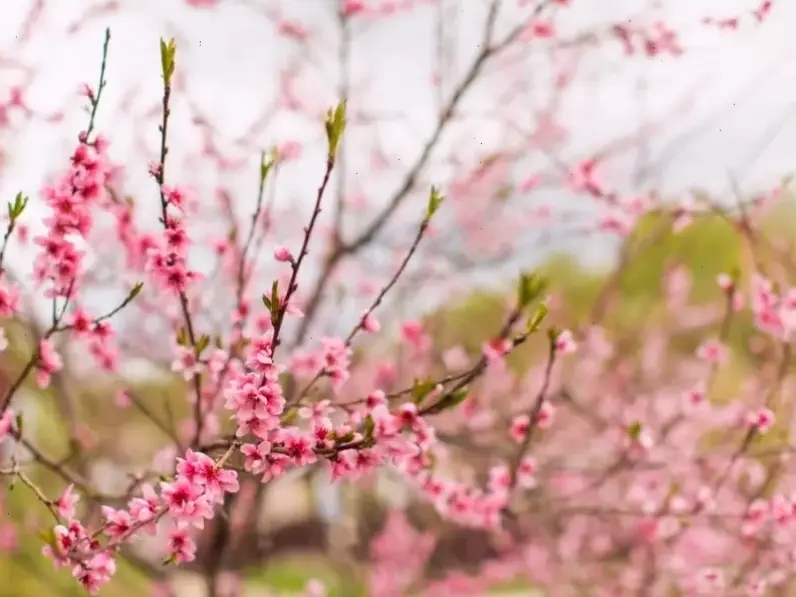 Cành hoa đào tươi thắm, biểu tượng của mùa xuân, lý tưởng để trang trí nhà cửa đón Tết.