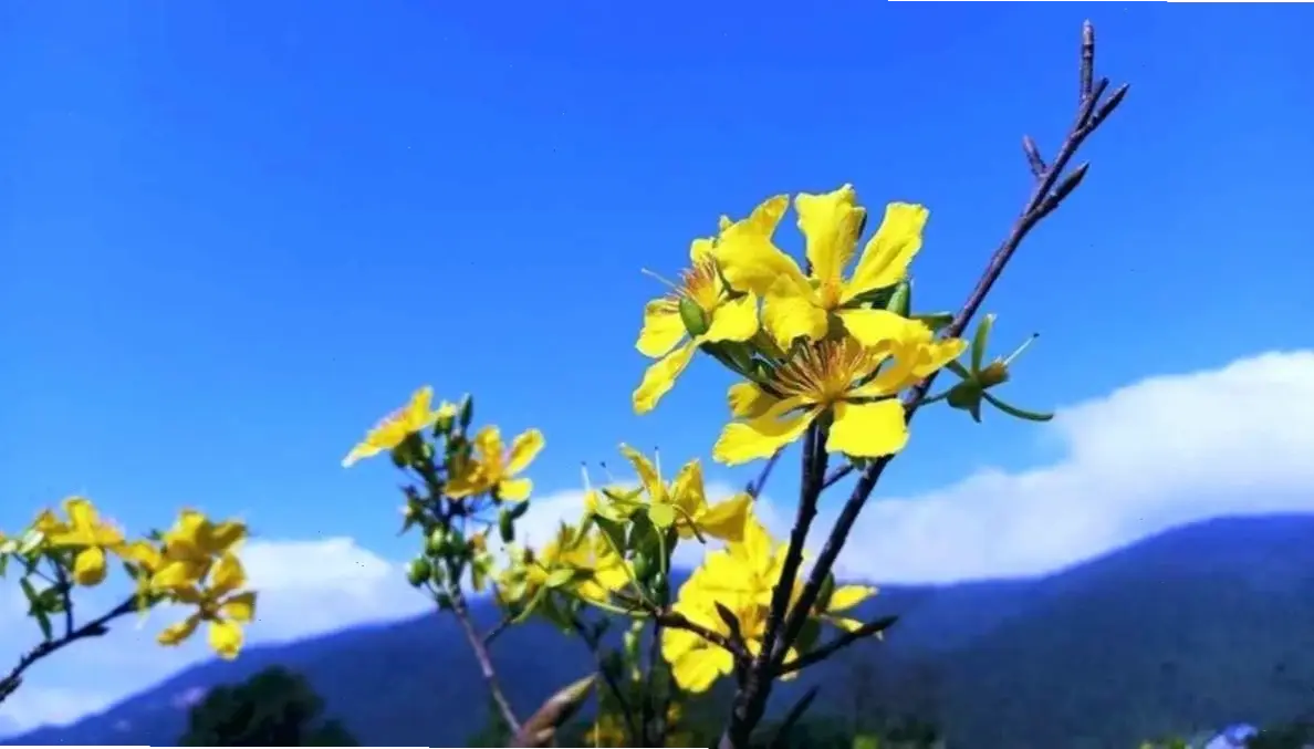 Cành hoa mai An Giang lý tưởng cho trang trí, mang may mắn và sắc màu rực rỡ vào không gian sống dịp Tết.