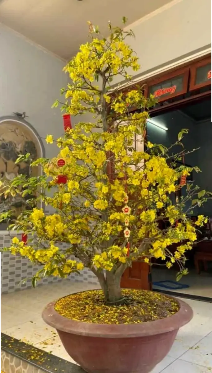 Cành hoa mai vàng tươi, trang trí nhà cửa đón Tết với vẻ đẹp tự nhiên, tinh tế và đầy sức sống.