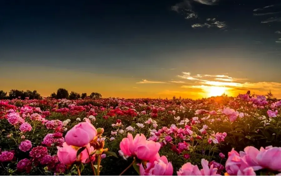 Chào đón mùa xuân rực rỡ với hoa lan tường, biểu tượng của sự tươi mới và hy vọng tràn đầy.