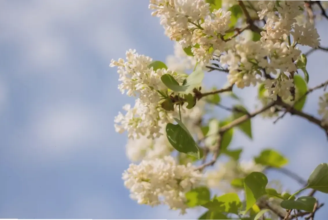 Chào đón mùa xuân rực rỡ với hoa tử đinh hương, hương thơm dịu dàng và màu sắc sống động khơi gợi niềm vui.