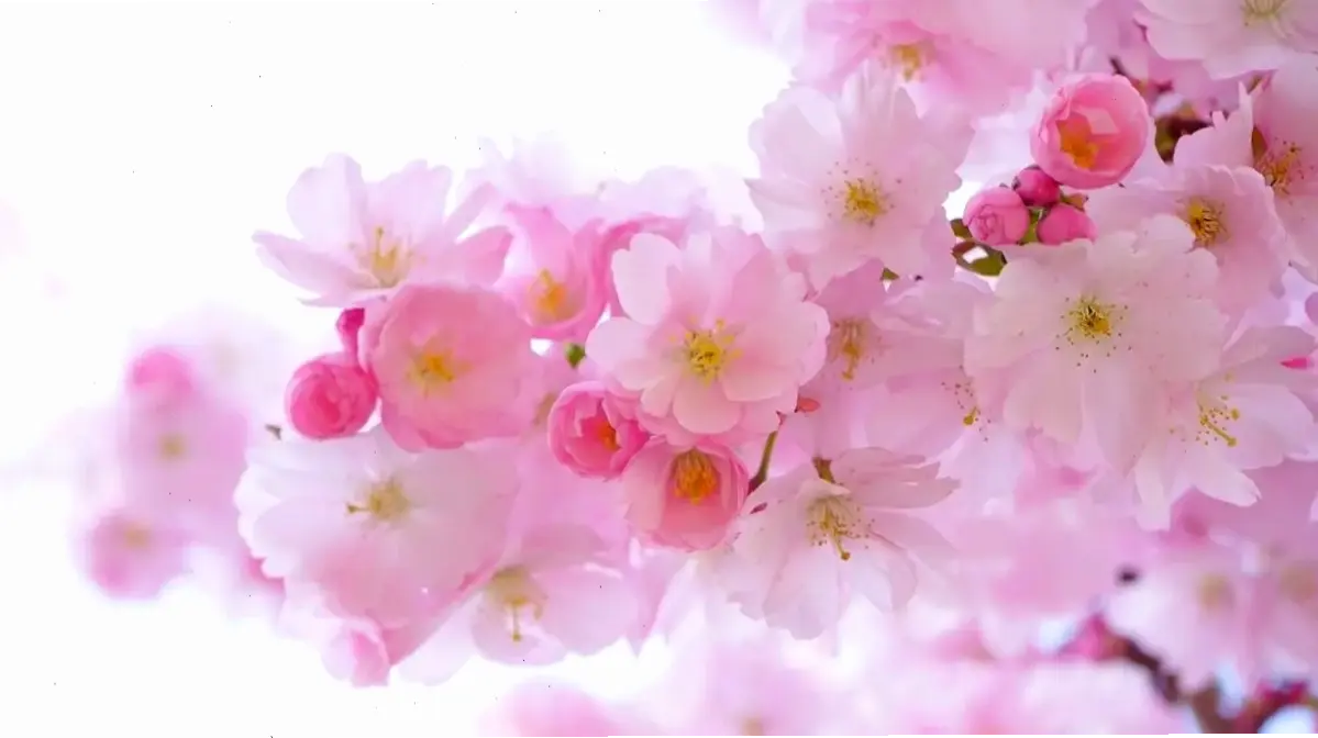 Chào đón mùa xuân với hoa đỗ mai rực rỡ, tượng trưng cho sự tái sinh và hy vọng bất tận.