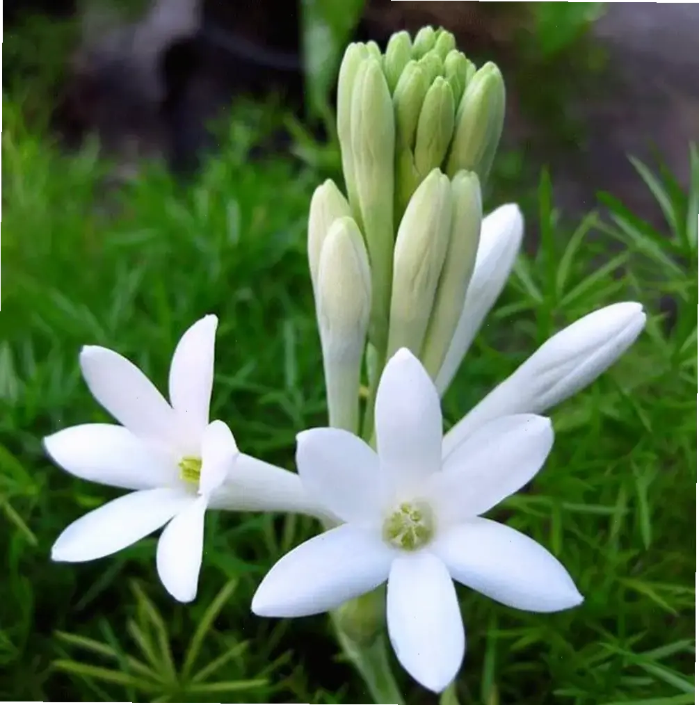 Chào đón mùa xuân với hoa huệ tây rực rỡ, mang hương thơm tươi mới và sức sống tràn đầy.