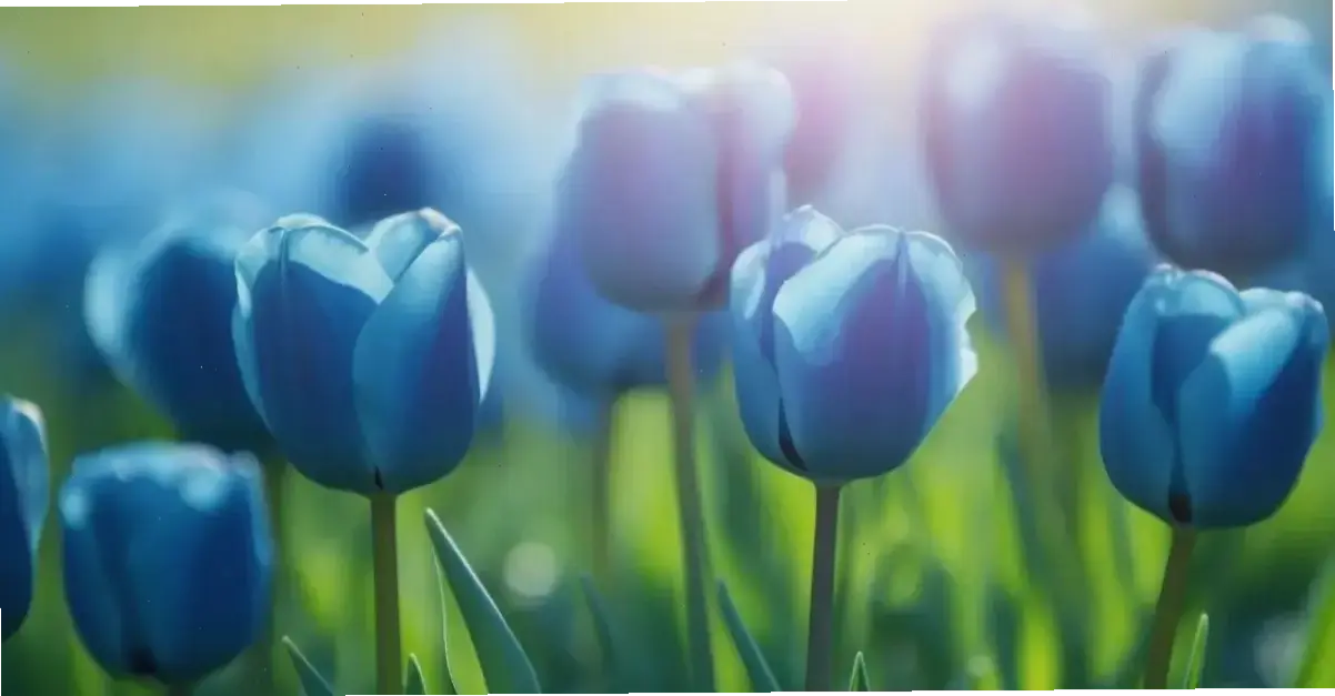 Chào đón mùa xuân với hoa lưu ly rực rỡ, tượng trưng cho tình yêu và kỷ niệm ngọt ngào bất tận.