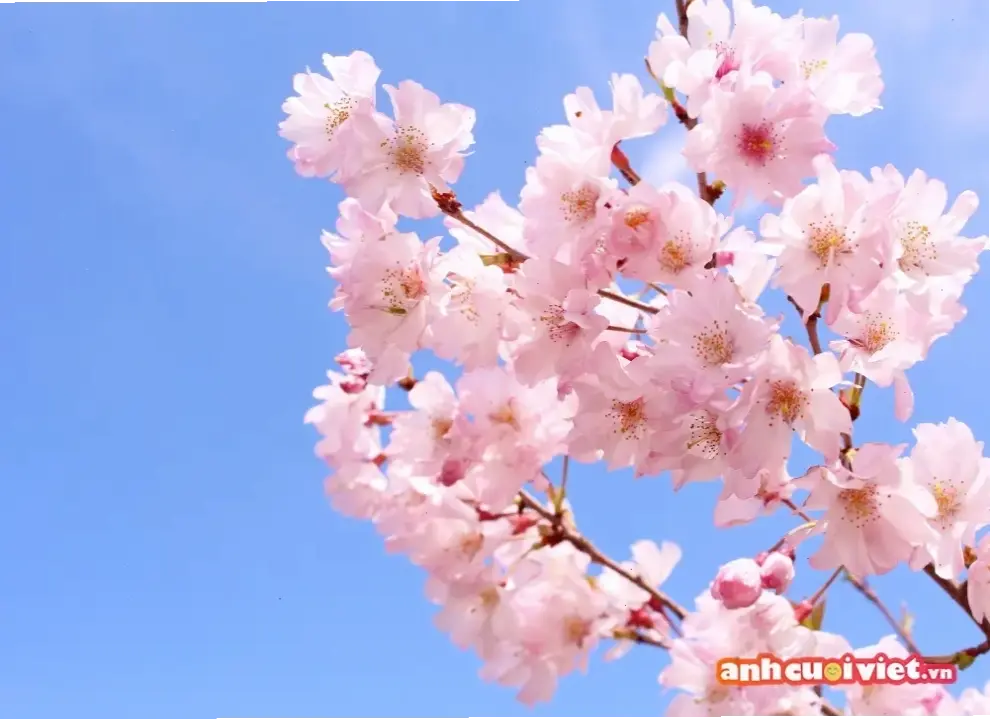Chào đón mùa xuân với hoa sống đời rực rỡ, biểu tượng của sự tái sinh và hy vọng.