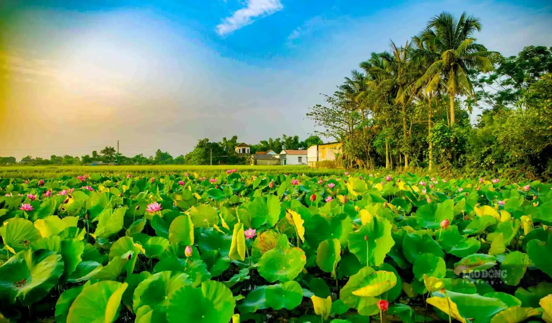 Chi tiết hoa sen đồng quê qua chụp macro, khám phá vẻ đẹp tinh tế và ẩn giấu của thiên nhiên.