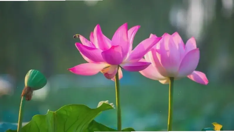 Chi tiết macro hoa sen, hé lộ vẻ đẹp tâm linh ẩn giấu, mời gọi chiêm nghiệm sâu sắc.