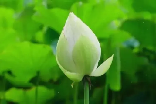 Chi tiết tinh xảo của hoa sen qua chụp macro, khám phá vẻ đẹp vi mô huyền ảo tại chùa Việt Nam.