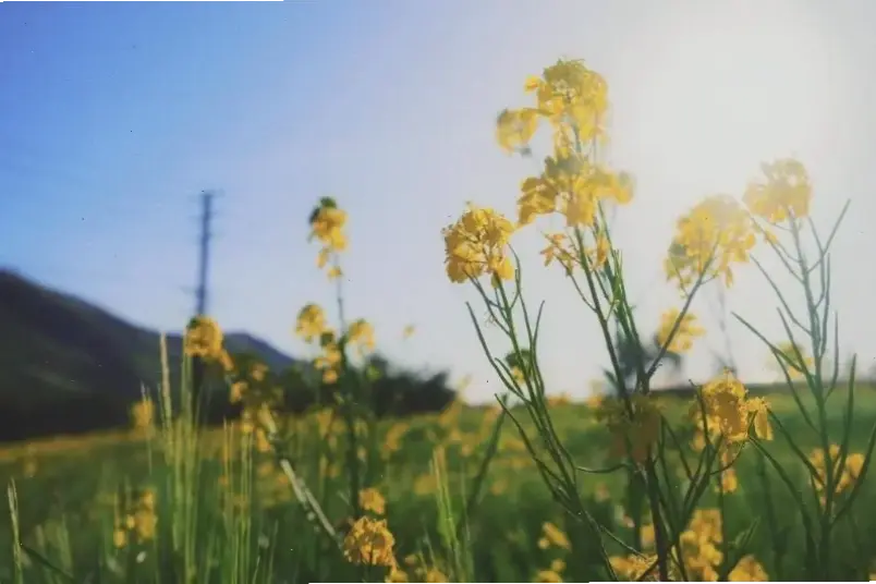 Chi tiết tuyệt đẹp của hoa cẩm tú cầu qua ống kính macro tại đồng quê.