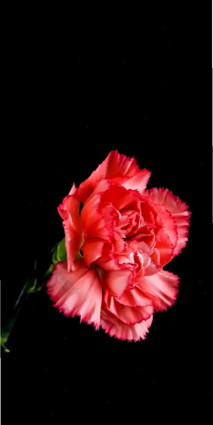 Chiêm ngưỡng chi tiết tinh tế của hoa cẩm chướng qua ảnh macro, vẻ đẹp ẩn giấu đầy bất ngờ.