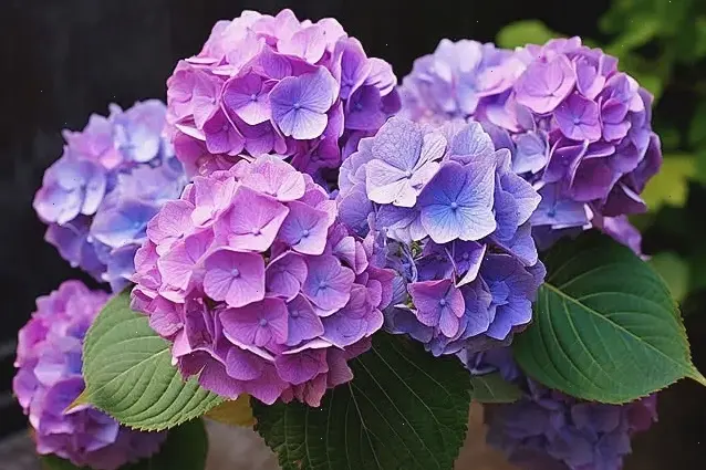 Chiêm ngưỡng chi tiết tinh tế của hoa cẩm nhung qua góc chụp cận, vẻ đẹp đầy mê hoặc.