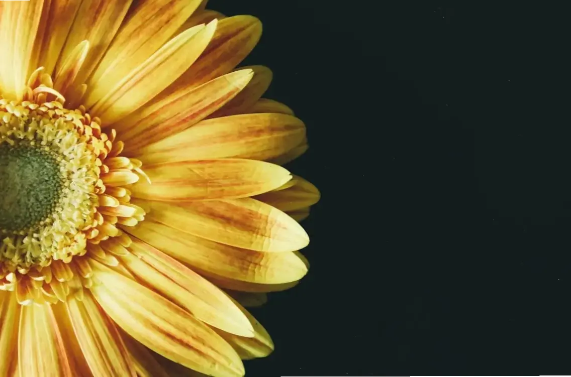 Chiêm ngưỡng chi tiết tinh tế của hoa kim đồng qua ảnh macro, mỗi cánh hoa như một kiệt tác nghệ thuật từ thiên nhiên.