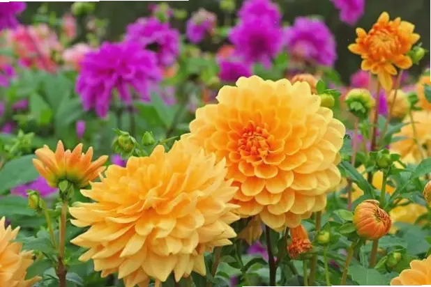 Chiêm ngưỡng chi tiết tinh tế của hoa thược dược qua ảnh macro, khám phá vẻ đẹp ẩn giấu kỳ diệu.