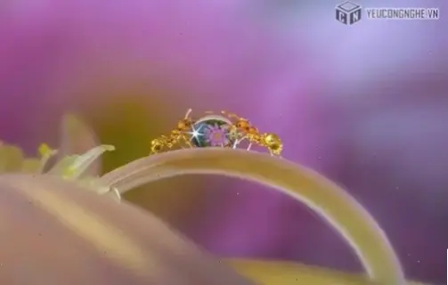 Chiêm ngưỡng chi tiết tinh tế qua ảnh macro hoa mười giờ, khám phá vẻ đẹp ẩn giấu trong từng cánh hoa nhỏ.