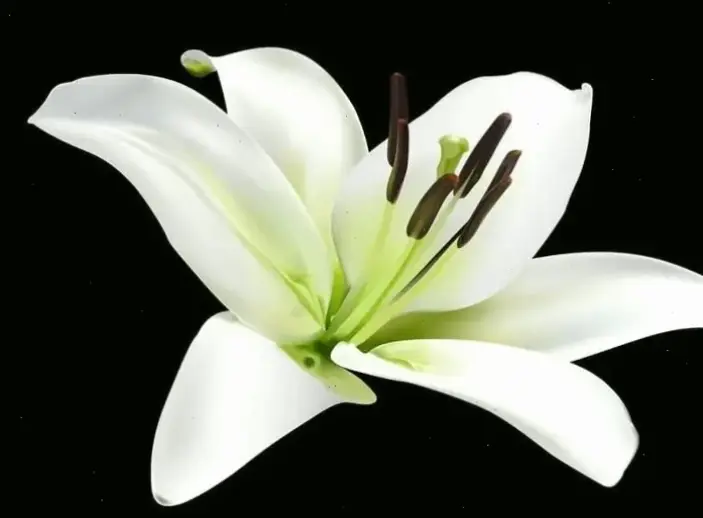 Chiêm ngưỡng chi tiết tinh xảo của hoa huệ tây qua ảnh macro, khám phá vẻ đẹp ẩn giấu.