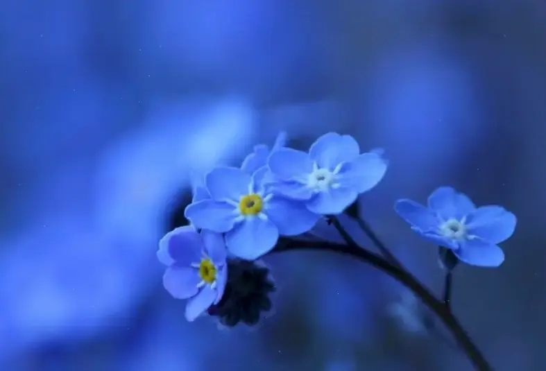 Chiêm ngưỡng chi tiết tuyệt vời của hoa lưu ly qua ảnh macro, vẻ đẹp gần gũi và tinh tế đến nao lòng.