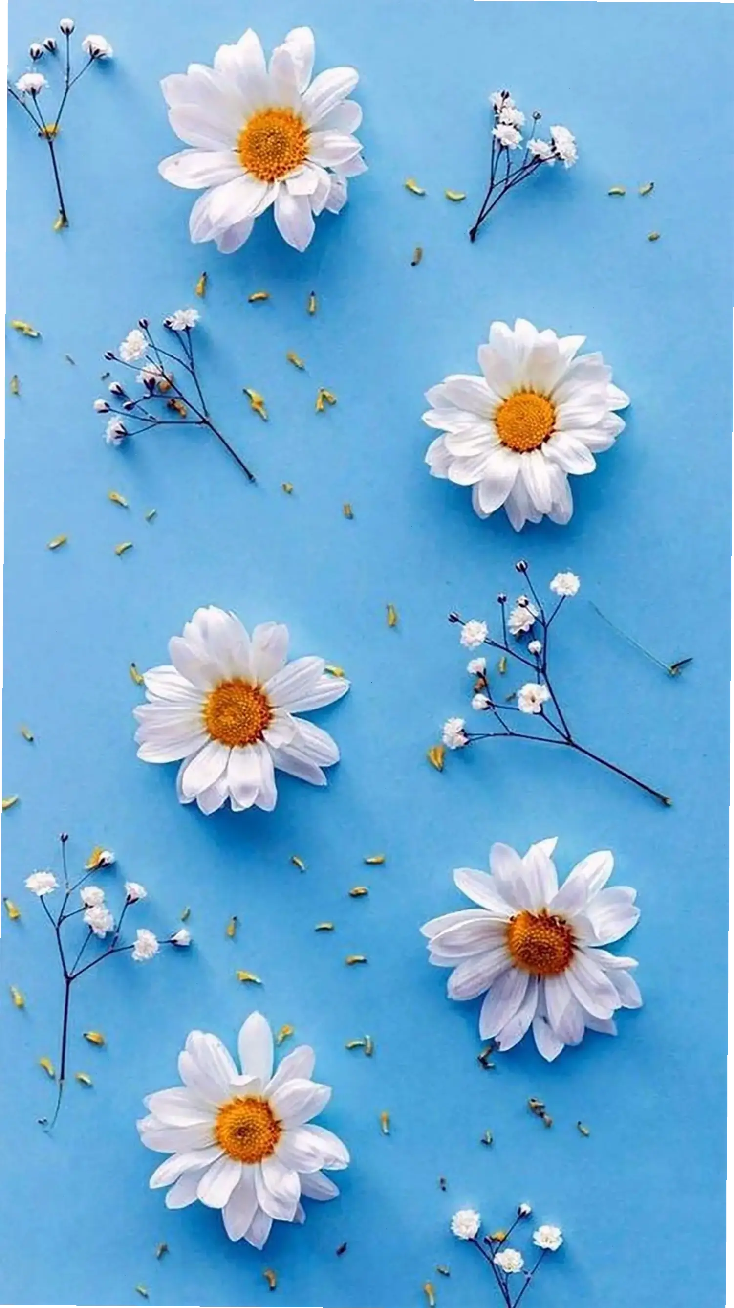 Chiêm ngưỡng hình nền hoa cúc tím huyền bí, thêm chút lãng mạn và bí ẩn cho màn hình thiết bị.