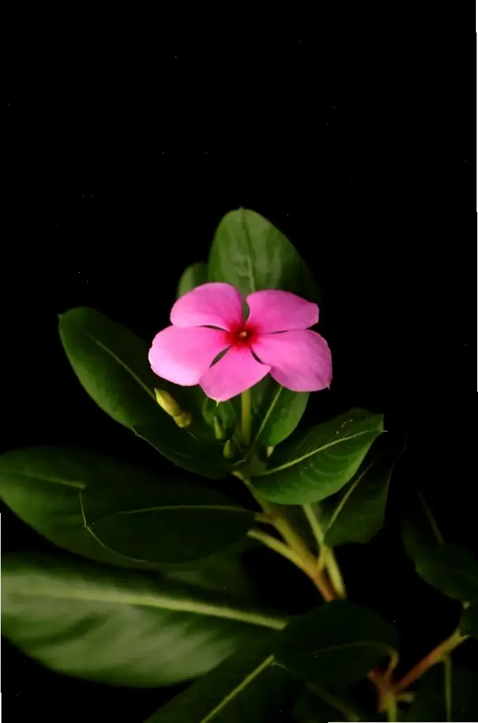 Chiêm ngưỡng hoa dừa cạn qua góc chụp macro, khám phá vẻ đẹp tinh tế và chi tiết của từng cánh hoa nhỏ xinh.