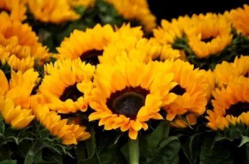 Chiêm ngưỡng hoa hướng dương vàng rực rỡ, biểu tượng chúc mừng tràn đầy năng lượng và niềm vui tươi.