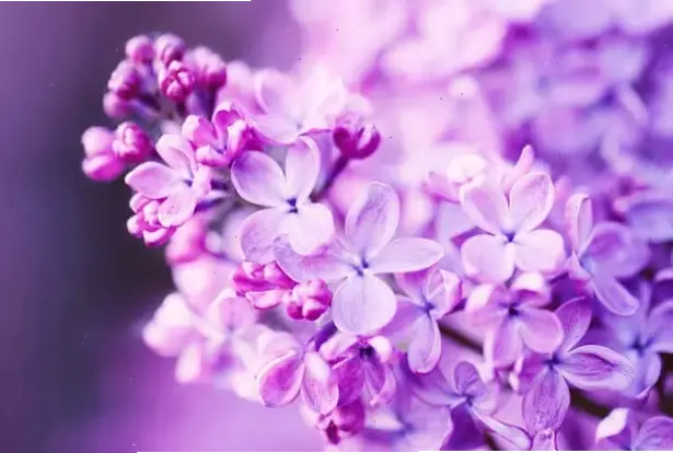 Chiêm ngưỡng hoa tử đinh hương qua góc chụp cận, khám phá vẻ đẹp tinh tế và chi tiết đầy cuốn hút.