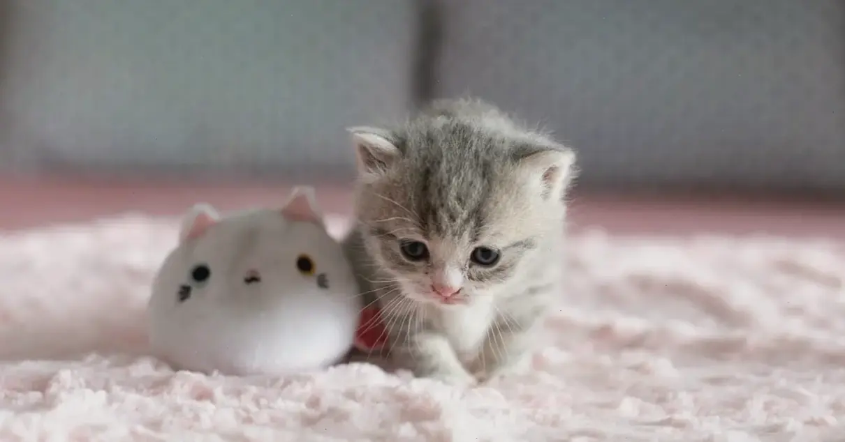 Chiêm ngưỡng khoảnh khắc mèo ngủ say sưa, dễ thương đến nao lòng, mang lại cảm giác thư giãn tuyệt vời.