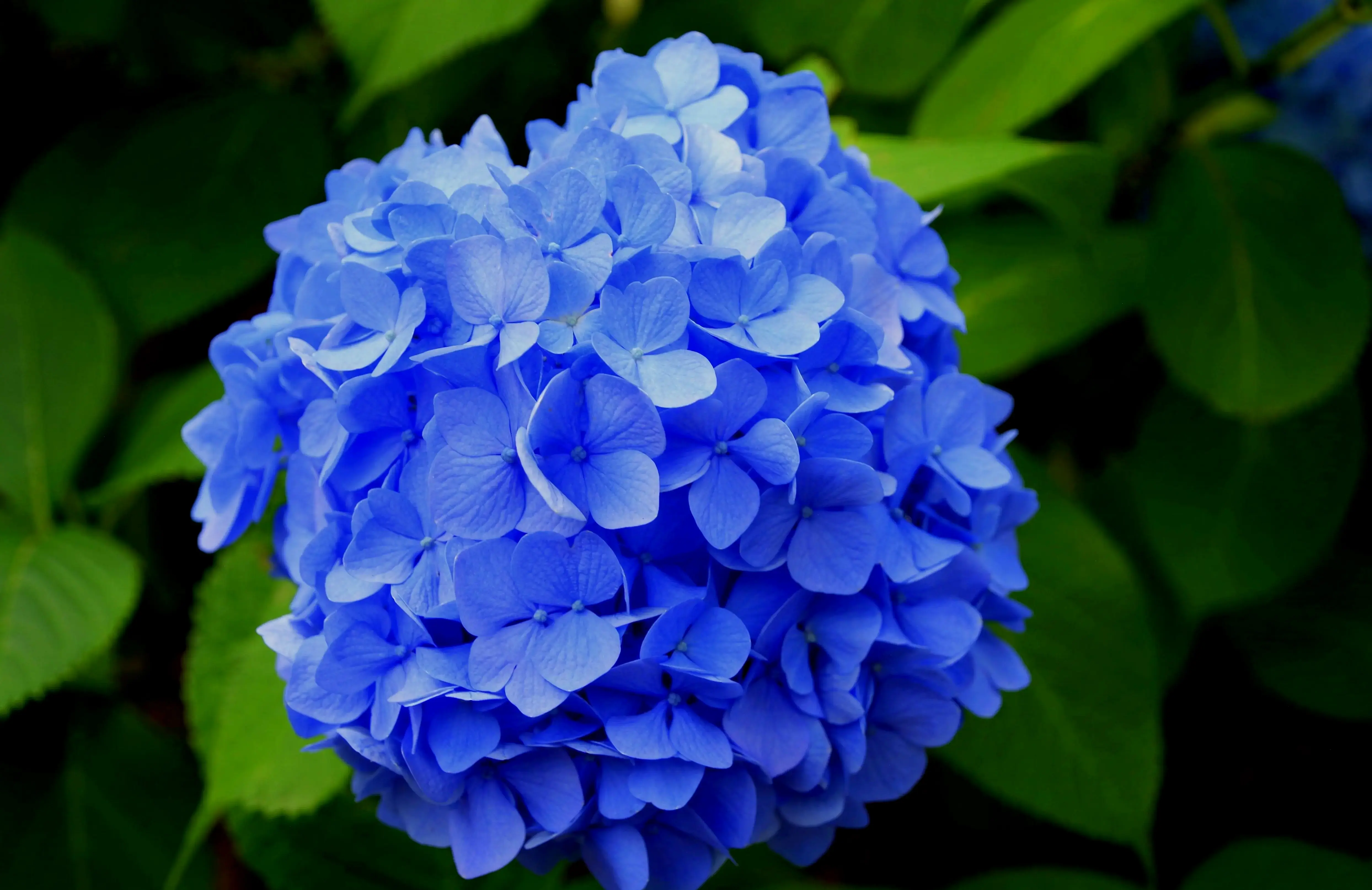 Chiêm ngưỡng vẻ đẹp vi mô của hoa cẩm tú cầu qua ảnh macro, từng cánh hoa sống động và chi tiết tuyệt vời.