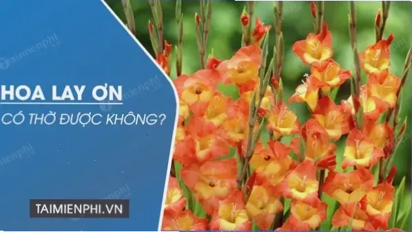 Chúc mừng mọi dịp với hoa lay ơn rực rỡ, hoa của niềm vui và thành công đáng nhớ.