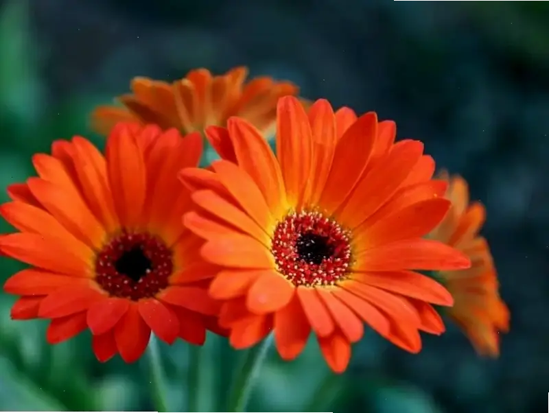 Chúc mừng với hoa đồng tiền, lời chúc thành công và hạnh phúc chân thành.