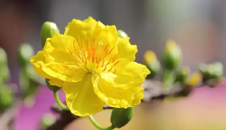 Chụp cận 4K hoa mai, chi tiết tinh tế và sắc nét, mang vẻ đẹp tự nhiên vào album cưới hoàn hảo.