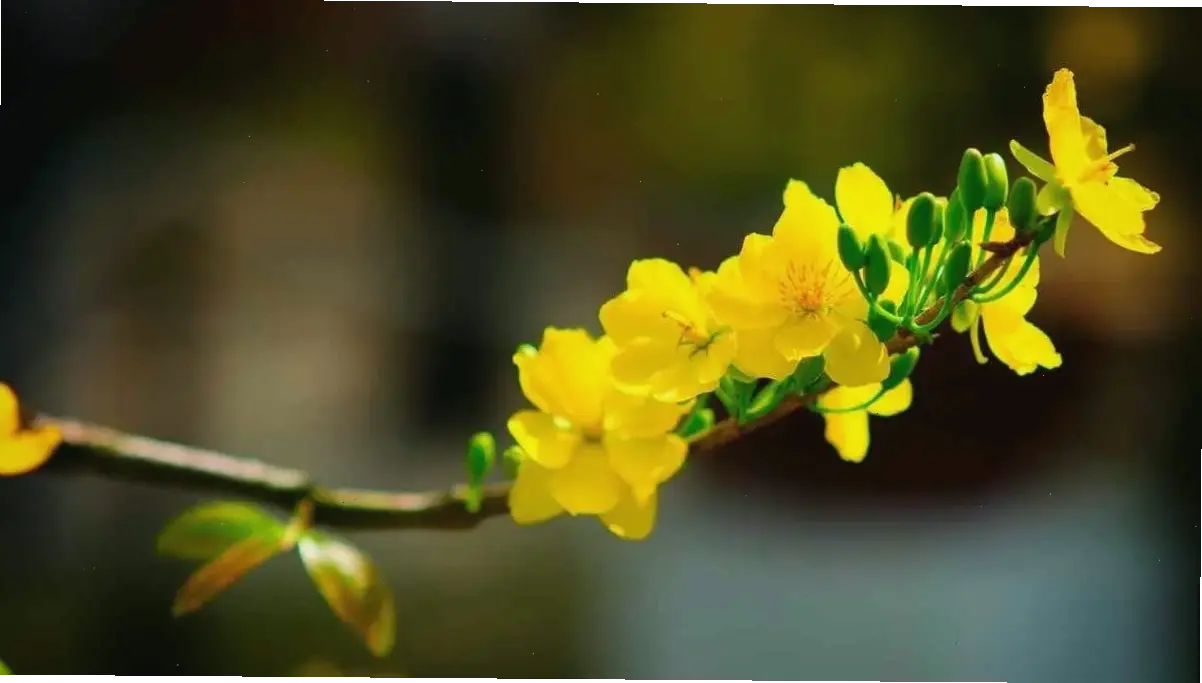 Chụp cận 4K hoa mai, chi tiết tinh xảo, mang vẻ đẹp hoa mai đến gần hơn, tạo cảm hứng trang trí tuyệt vời.