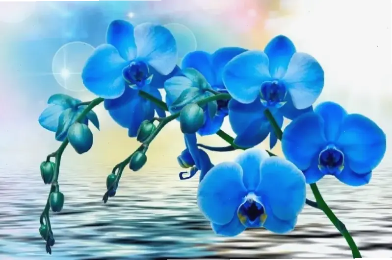 Chụp cận cảnh hoa lan 4K sắc nét, chiêm ngưỡng từng chi tiết tinh tế và vẻ đẹp mê hoặc của loài hoa này.