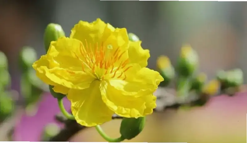 Chụp cận cảnh hoa mai với độ nét 4K, khám phá từng chi tiết hoàn hảo và màu sắc sống động của loài hoa đặc trưng.