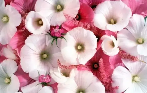 Chụp cận cảnh hoa mãn đình hồng để khám phá vẻ đẹp tinh tế và chi tiết tuyệt vời.