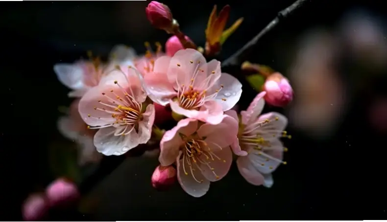 Chụp cận hoa đào bó hoa, khám phá từng cánh hoa tinh tế và đầy sức sống tự nhiên.