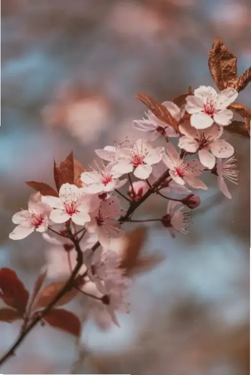 Chụp cận hoa đào tinh tế, gửi lời chúc mừng ý nghĩa cho dịp lễ đặc biệt.