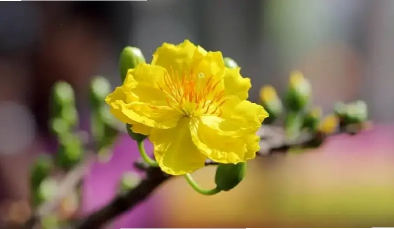 Chụp cận hoa mai 4K, chi tiết tinh tế từng cánh hoa, thể hiện vẻ đẹp tự nhiên hoàn hảo và cuốn hút.