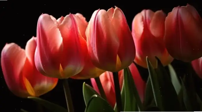 Chụp cận hoa tulip cắm bình, chiêm ngưỡng từng cánh hoa tinh tế và quyến rũ.