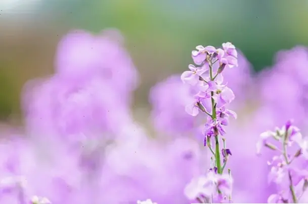 Chụp cận hoa violet để chiêm ngưỡng vẻ đẹp tinh tế, mỗi cánh hoa như một kiệt tác nghệ thuật.