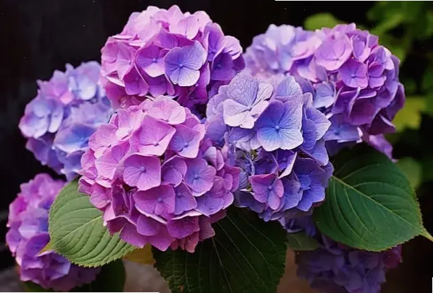 Chụp macro hoa cẩm tú cầu để khám phá vẻ đẹp chi tiết và tinh tế của từng cánh hoa.