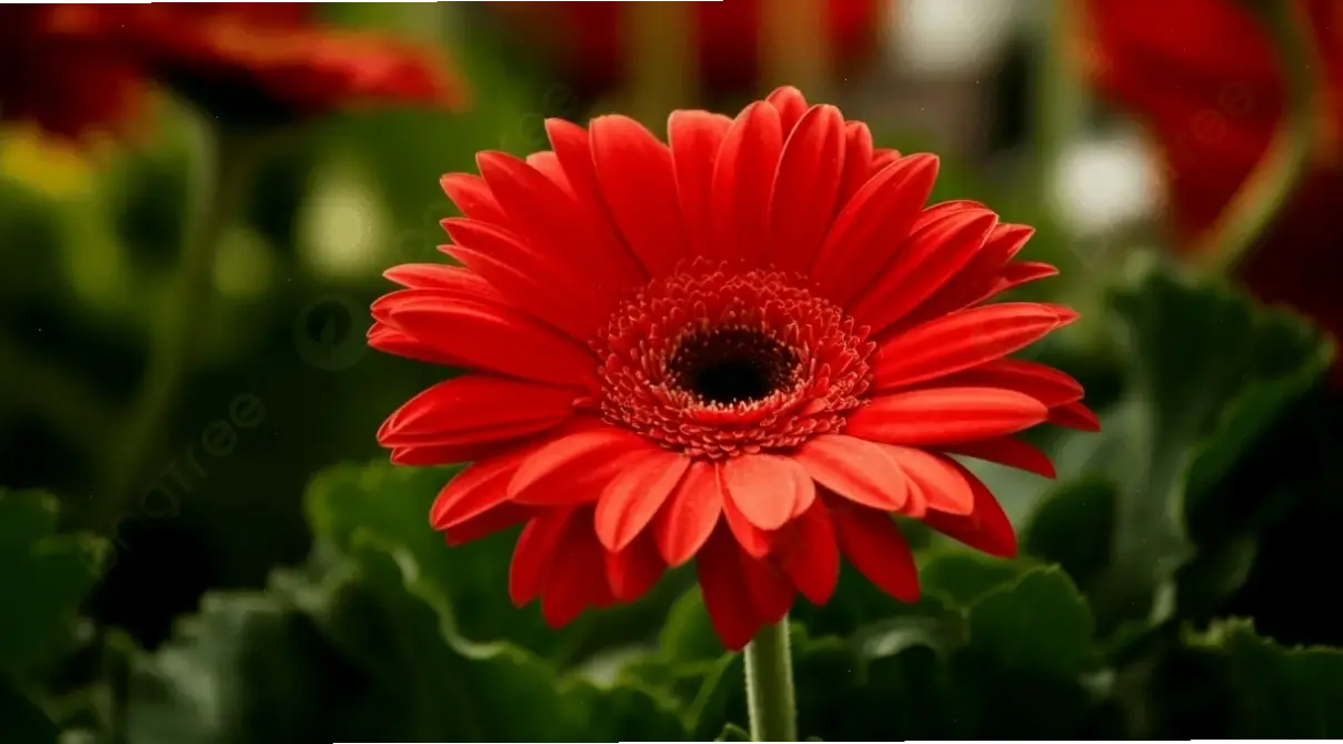 Chụp macro hoa đồng tiền để khám phá chi tiết tinh tế của từng cánh hoa, mang lại cảm hứng nghệ thuật tuyệt vời.