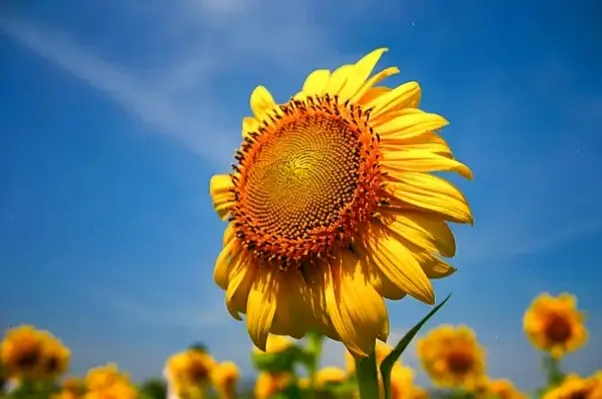 Chụp macro hoa hướng dương lúc bình minh, khám phá vẻ đẹp chi tiết và tinh tế của từng cánh.