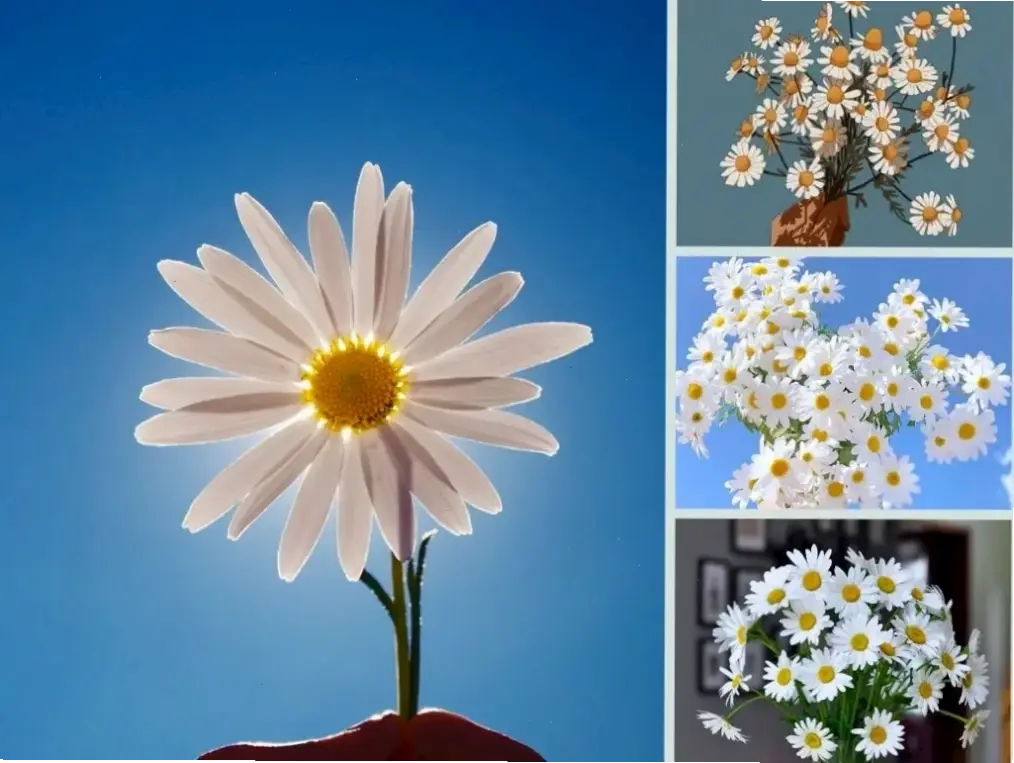 Cúc họa mi dưới ánh sao đêm, hình nền huyền bí và thơ mộng, giúp bạn thư giãn sau một ngày dài mệt mỏi.