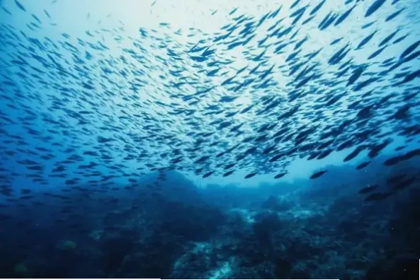 Đại dương về đêm huyền ảo với ánh sao lấp lánh và sóng nước thì thầm, mang đến cảm giác yên bình.